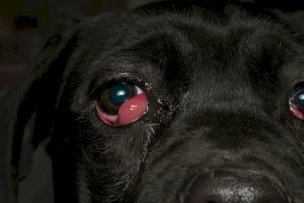 närbild av en svart hund med cherry eye, cane corso hundras