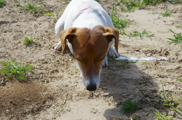 pas jack russell terijer povraća na otvorenom