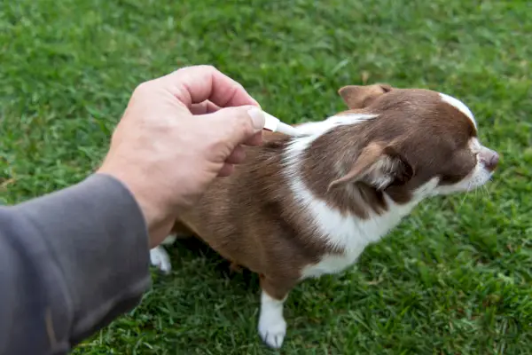 pieni koira Chihuahua tippa, jossa on tippa kirppuja ja punkkeja