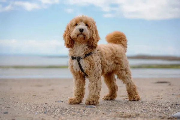 A young Cockapoo with a curled tail stands on a rocky beach near the seaside.