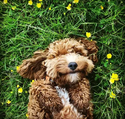 Cute Cockapoo puppy waiting for tummy rub amongst spring flowers
