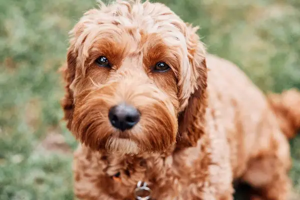 A sweet Cockapoo looks up at the camera with warm brown eyes.