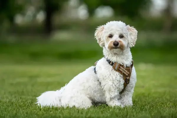 A Bichon Poodle mix, or a Poochon, sits in the grass looking at the camera.