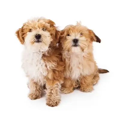 Two tan and white coated Havanese Poodle mix puppies sitting against a white backdrop looking at the camera.