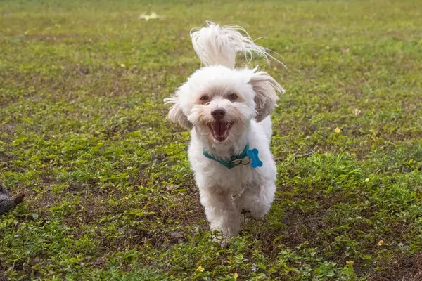 A Happy white Havapoo wearing a blue collar with a blue bone nametag runs through a field towards the camera.