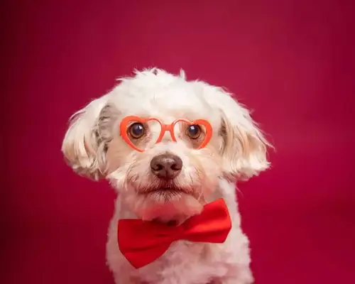 A silly photograph of a cream colored Havapoo wearing red heart shaped glasses and a red bowtie against a red studio backdrop. The dog looks directly at the camera, intrigued.
