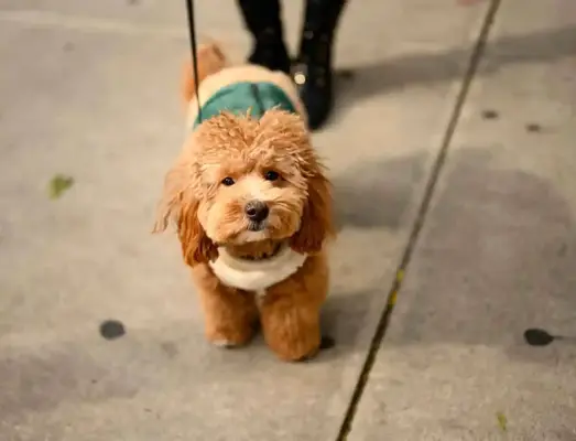 A red colored Havapoo wearing a blue coat walks the streets of New York with his owner in the background.