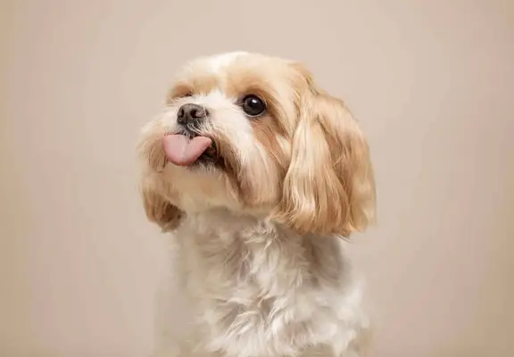 A cream and white Maltese Shih Tzu mix with brown eyes against a neutral colored background.