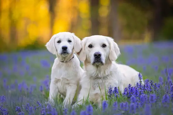 A white cream Golden Retriever sits next to a white cream Golden Retriever puppy in a field of lavender at golden hour.