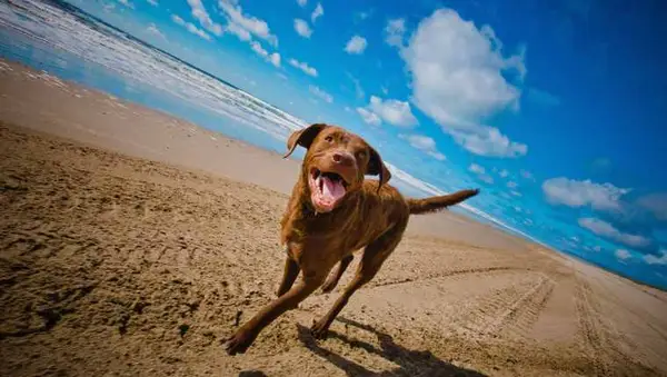 Dog Breed Swimming 2