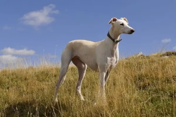 mynde som står på gresset
