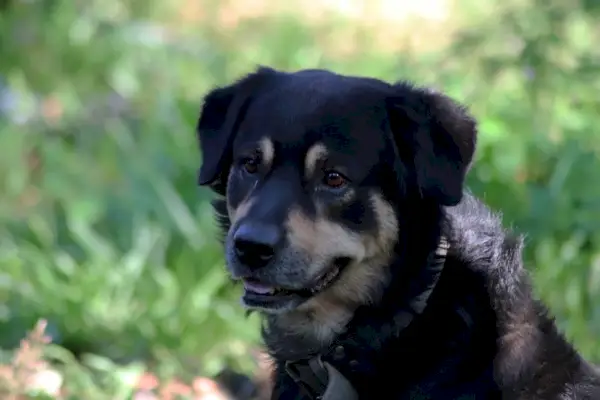 Dogster_Divisors de llocs web_v1_18 de gener de 2024-03