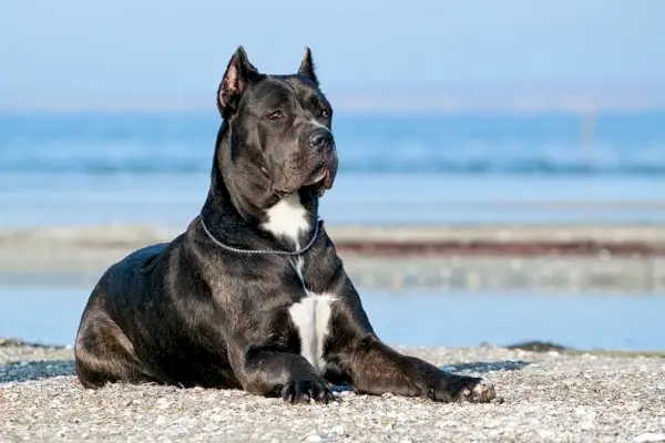 cane corso odmara se na plaži