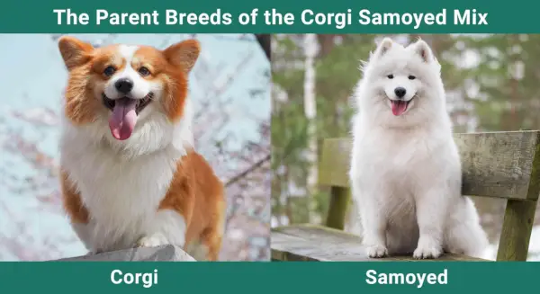 As raças parentais da mistura Corgi Samoyed