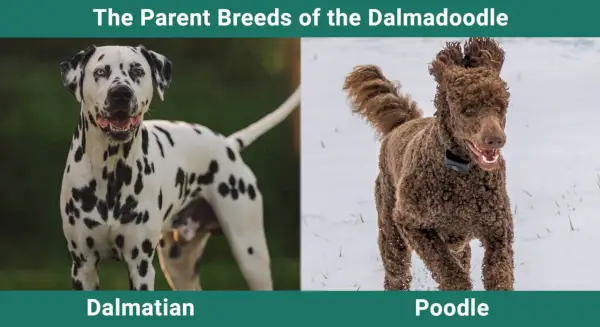 Les races progenitores del Dalmadoodle