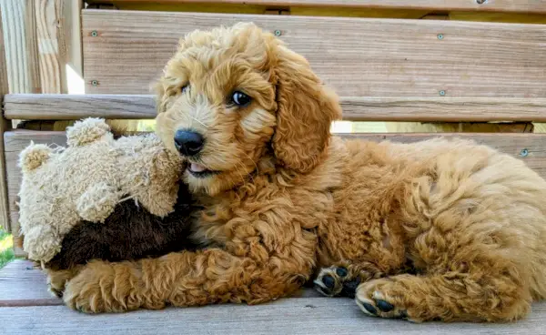 englantilainen goldendoodle penkillä