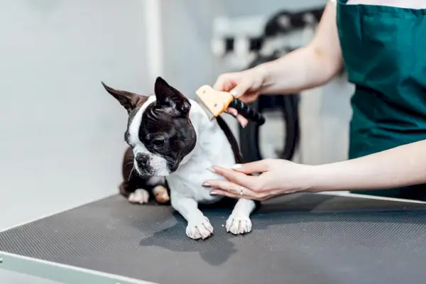 Mujer cepillando el perro Boston Terrier en el salón de belleza