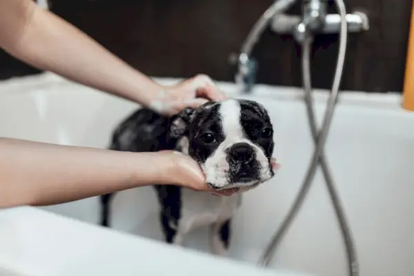 Boston Terrier tomando un baño