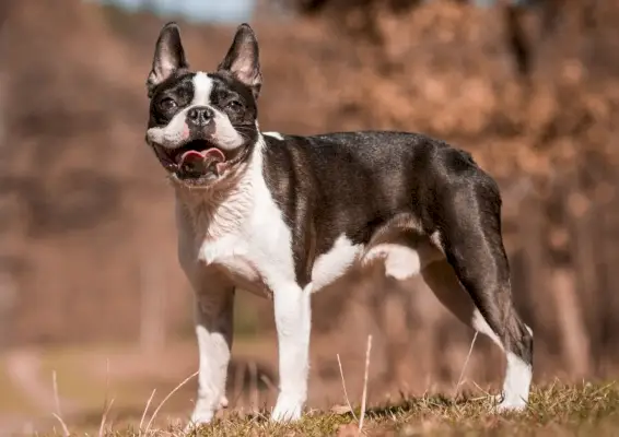 Boston terrier