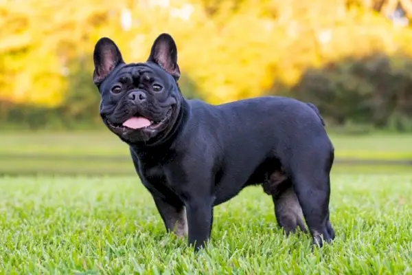 egy fekete francia bulldog füvön állva