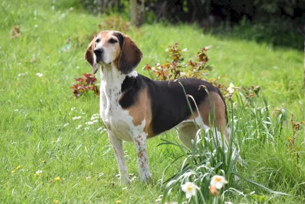 Pas Beagle Harrier stoji na otvorenom