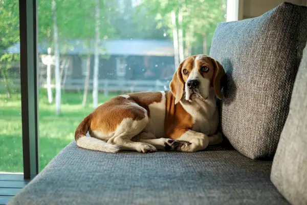 beagle hund liggende på sofaen