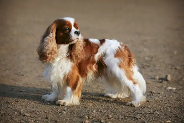 cavalier charles king spaniel