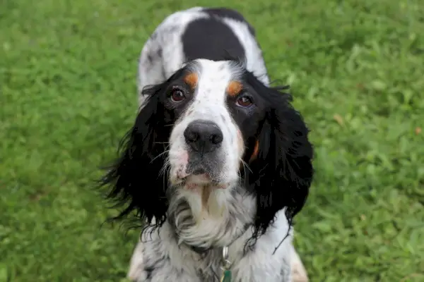 engelsk setter