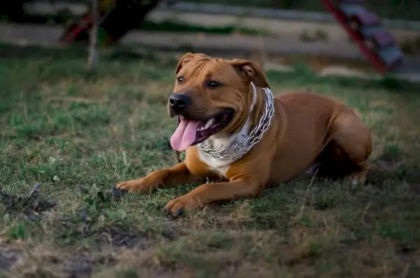 Посох Bullboxer лежит на траве