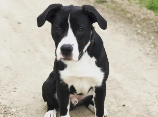 Боксолли (Боксер х Бордер-колли)