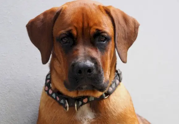 Смесь боксера и ротвейлера