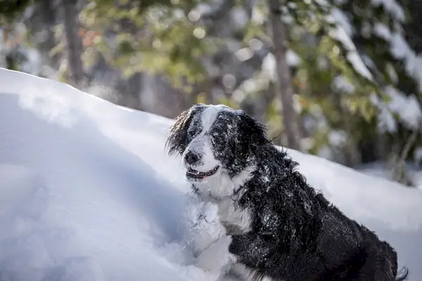 mešanec novofundlandskega bernca