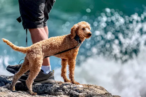 Poodle obediente de raça pura em pé em um penhasco rochoso perto do mar