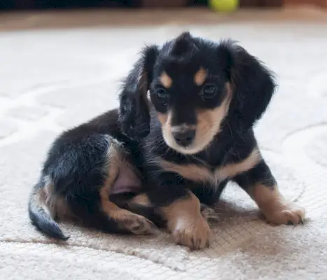 黒とクリームのダックスフント