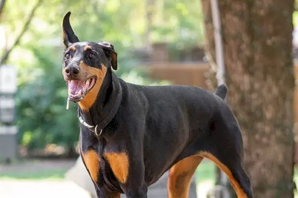 slinasti doberman v parku