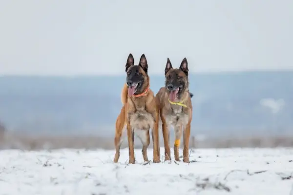 samec in samica belgijskega malinoisa
