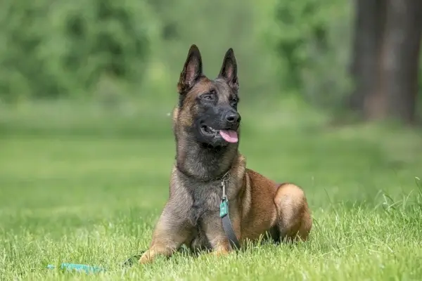 Belgijski ovčar-malinois