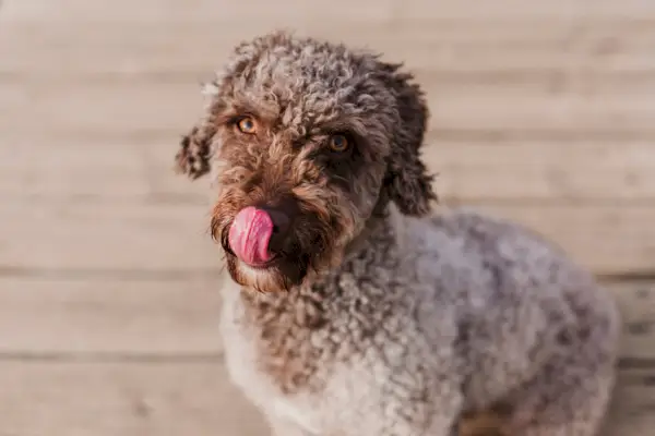 sød brun spansk vandhund