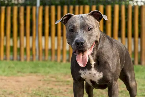 Pitbull dal naso blu che gioca