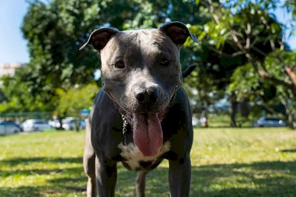 cane pitbull dal naso blu che gioca