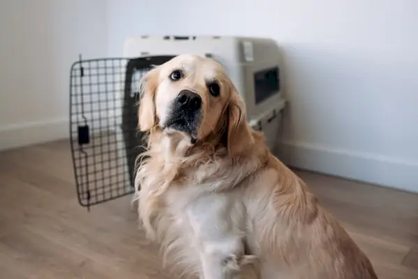 golden-retriever-nära-flygbolaget-cargo-pet-carrier_Kraeva-Olga_shutterstock
