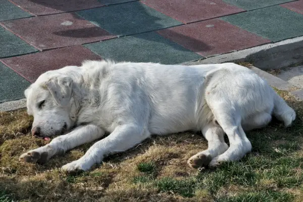 Golden retriever sover