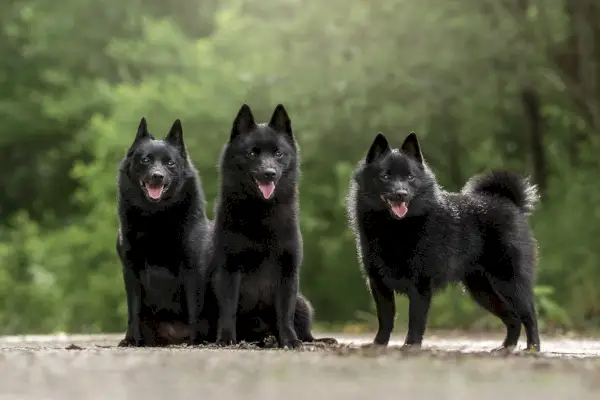 Schipperke