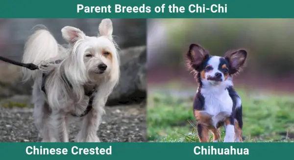 Padres_razas_Chi-Chi