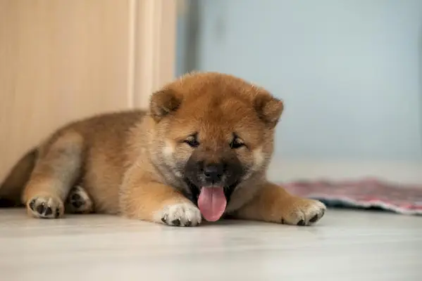 shiba inu valp liggande på golvet