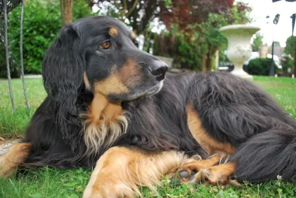 hovawart_Christine Klassen_Pixabay