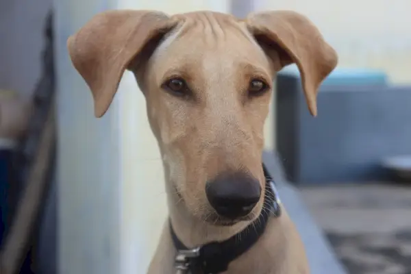 Цхиппипараи Дог_СЕБЕН С_схуттерстоцк