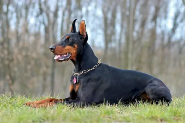 Doberman assegut a l'herba