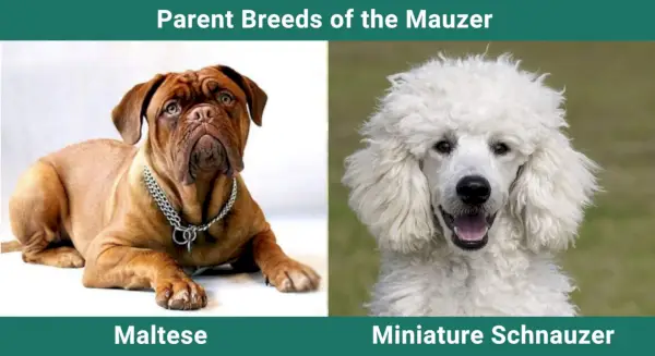 Forældreracer_Mastidoodle