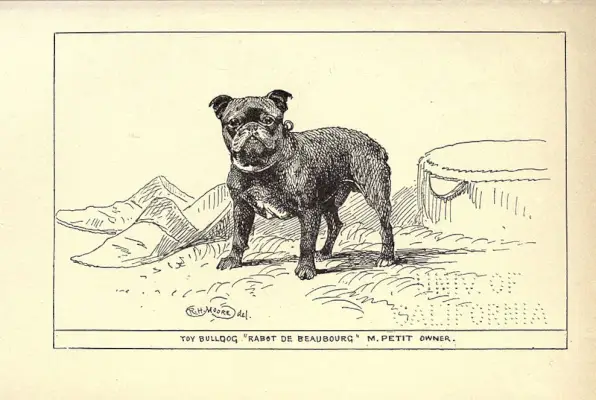 Илустрација изумрле расе Тои Буллдог